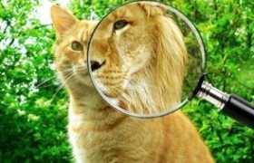Коучинг - волшебная палочка или обман?