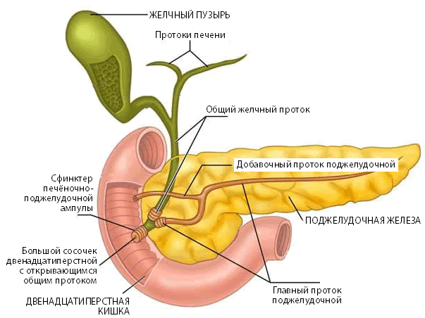Психосоматика поджелудочной железы